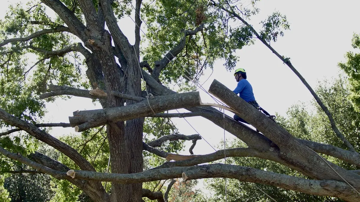 Professional Crown Thinning performed by certified arborists in Prather