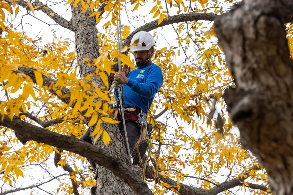 Skilled Tree Pruning crew working in Prather